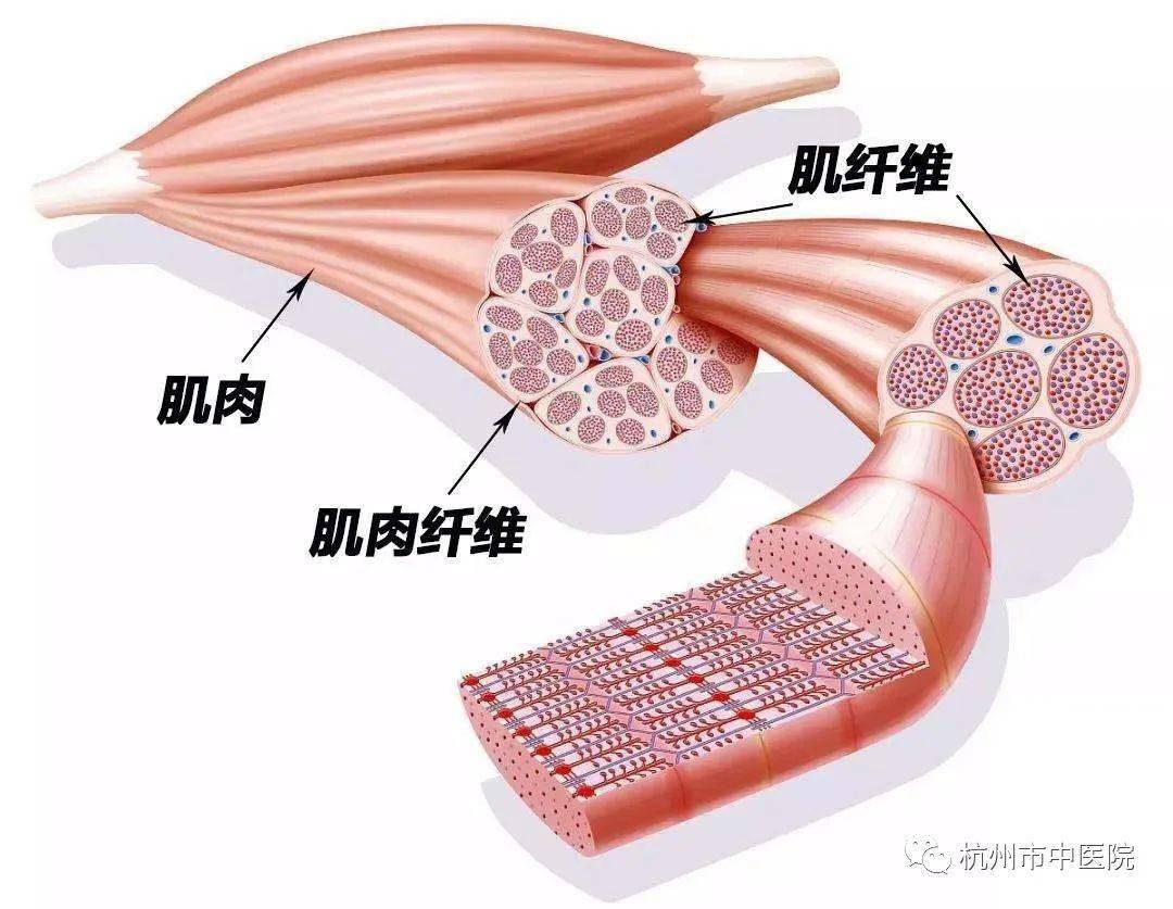 快肌纤维和慢肌纤维,快肌纤维也叫白肌纤维,而慢肌纤维也叫红肌纤维