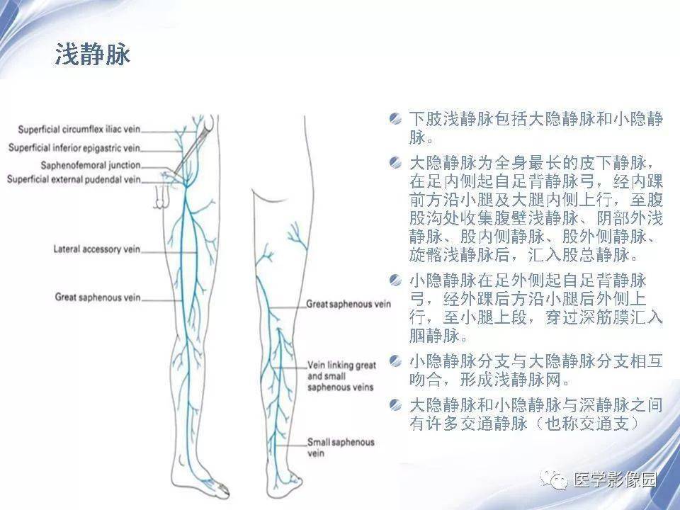 下肢静脉造影的临床应用_全网_影像_解剖图