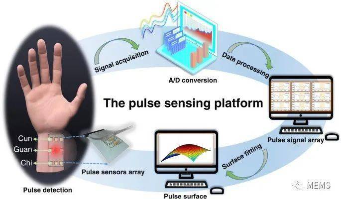 传感器阵列的多通道脉搏监测系统,为中医脉诊提供新思路_信号_桡动脉