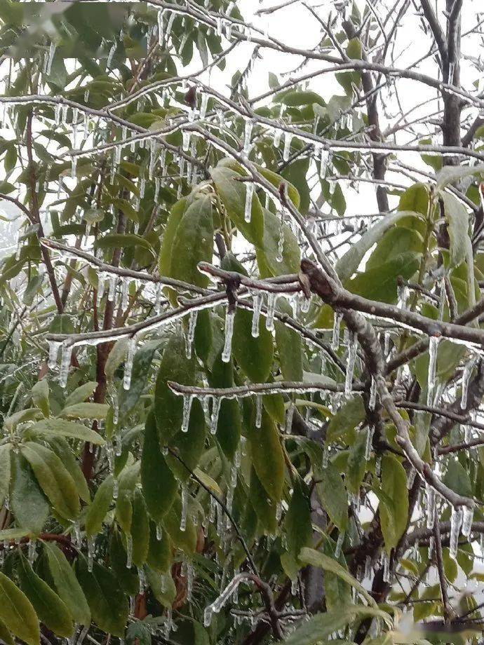 社会我们都是广冻人广东雨水当日下雪结冰还要继续冷下去