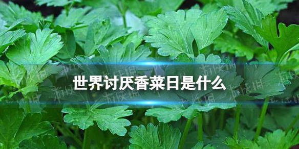 世界讨厌香菜日是什么2月24日世界讨厌香菜日介绍