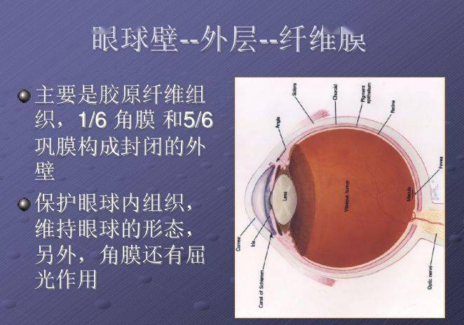 ppt图文:眼部的解剖与生理_防控_儿童_青少年