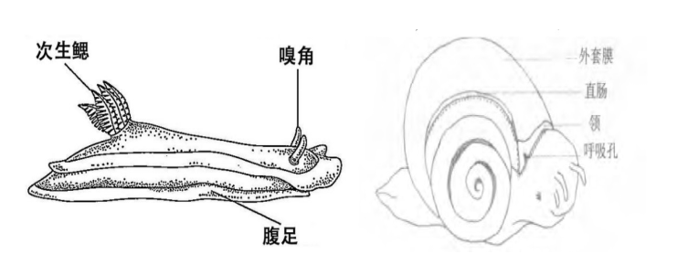 海蛞蝓和蜗牛身体结构对比,图片来源《reef creature identification