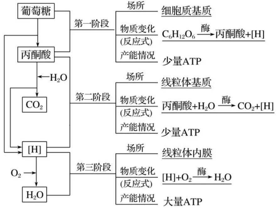 生物的重要生命活动——有氧呼吸我们能够自由呼吸离不开细胞里的一个