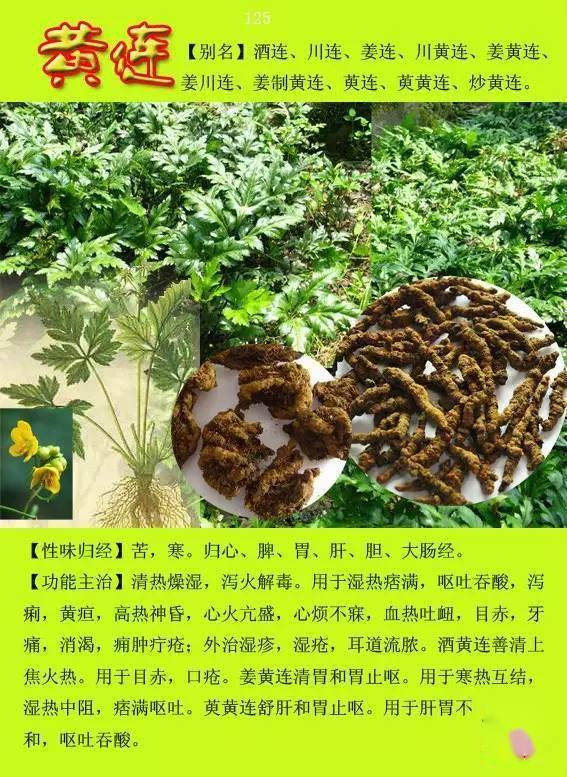 300种常见中草药图谱含功能主治