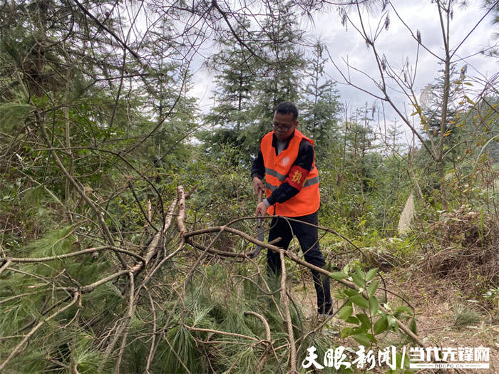 三穗县生态护林员杨学锦当好绿水青山的守护神