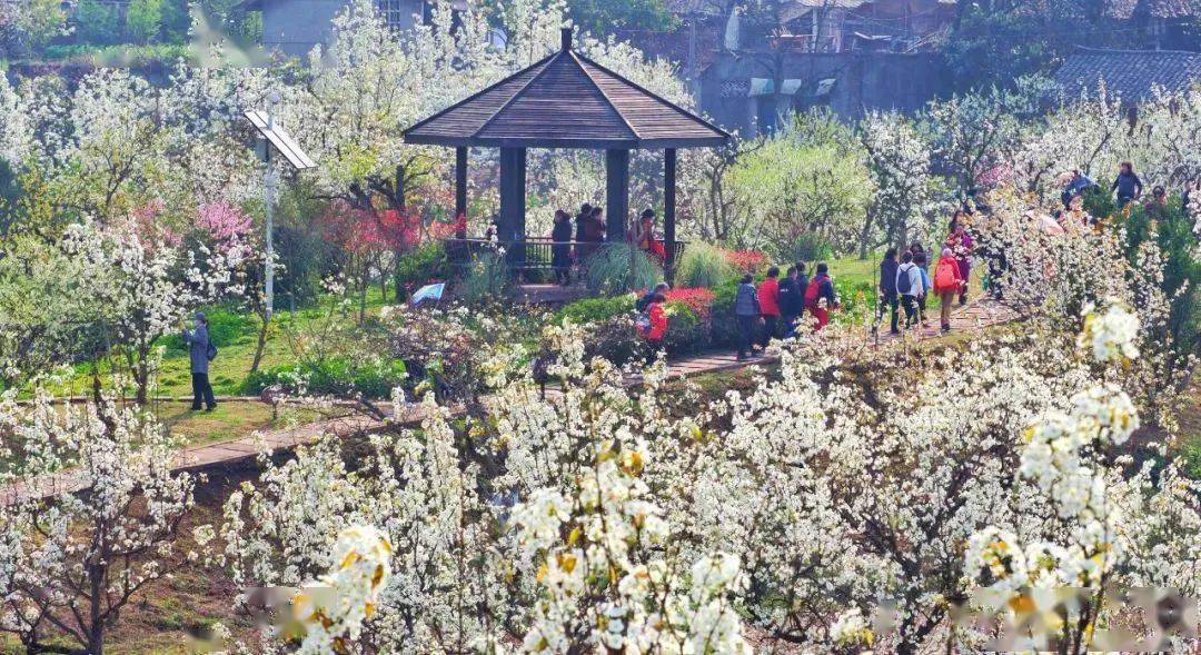 六色的花海中赏花是"头等大事"来梨花溪风景区百花齐放—赏—今天就和