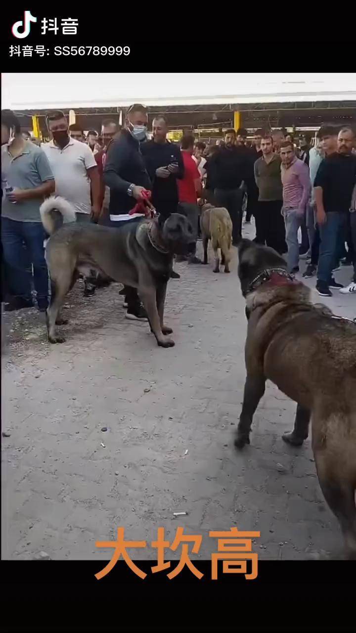 土耳其国宝犬