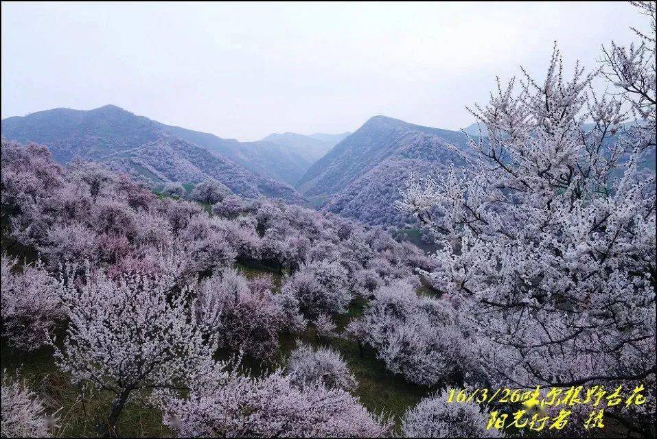 伊犁吐尔根杏花谷2022年花期预报含大西沟花期
