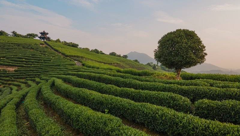 西湖茶场村茶园风光.