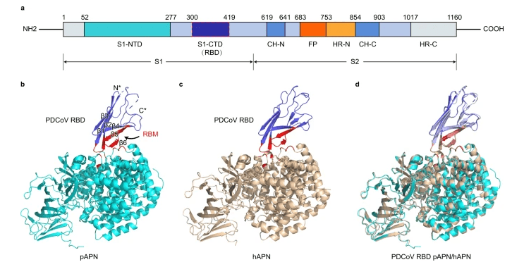 受体结合区(rbd)与人和猪的细胞受体氨基肽酶n(apn)的复合物晶体结构