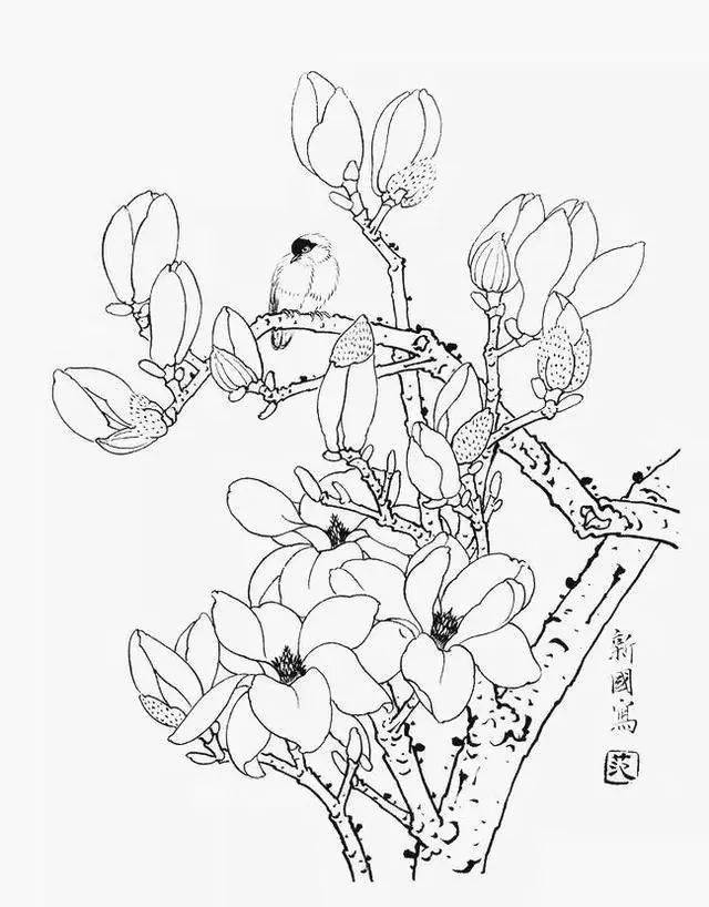 素材| 一组玉兰花工笔白描底稿 冰清玉洁 美好向往_寓意_线条_画面