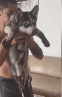 眼睛二哈把家弄满泥脚印，眼睛还藐视主人，表情很犀利欠揍！