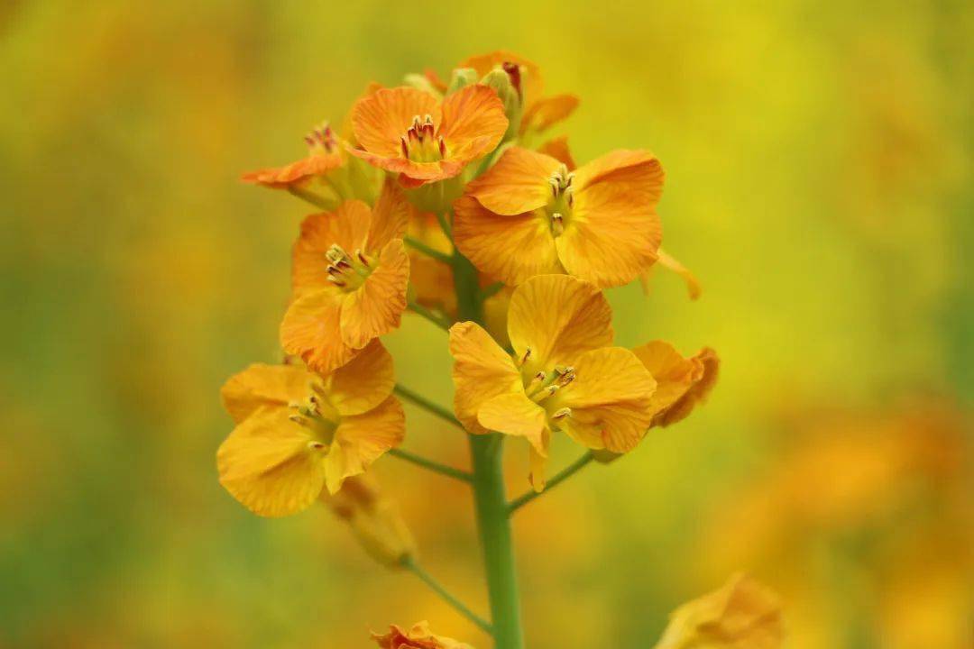 五彩油菜花已上线云阳竟然还有一个宝藏地