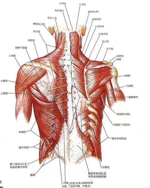 超声频道 | 胸外科手术区域阻滞:解剖学基础及胸椎旁阻滞_椎间隙_麻醉