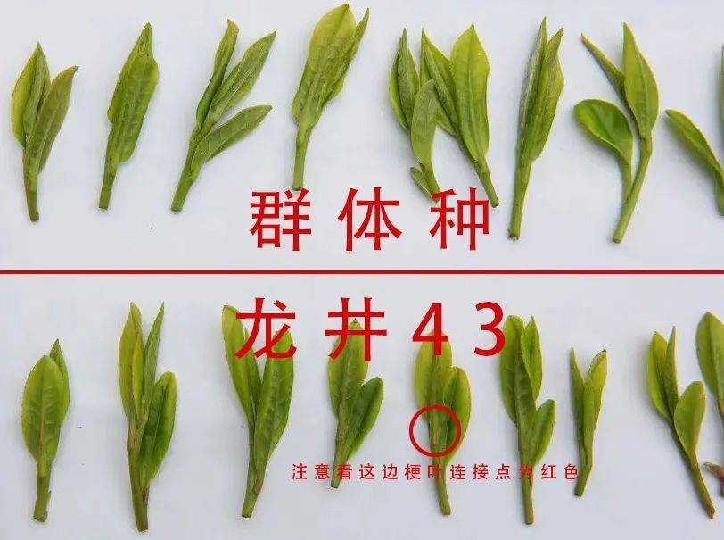 西湖龙井到底是群体种好还是龙井43好