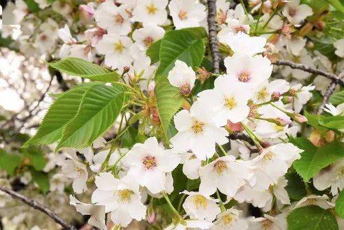 它们是大岛樱,霞樱,山樱花,大叶早樱(日本名"江户彼岸)和钟花樱桃