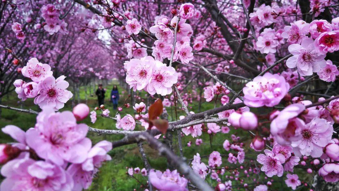 01专属北方的油菜花天堂春日汉中田野乡间的金色花田