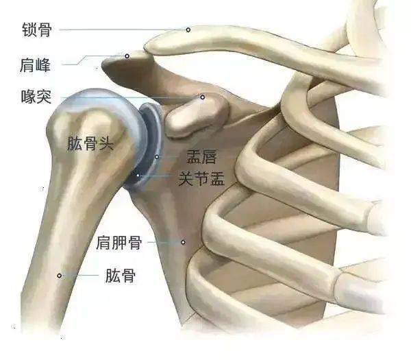 网友惊呼:25岁不能再多了!_运动_肌肉_关节