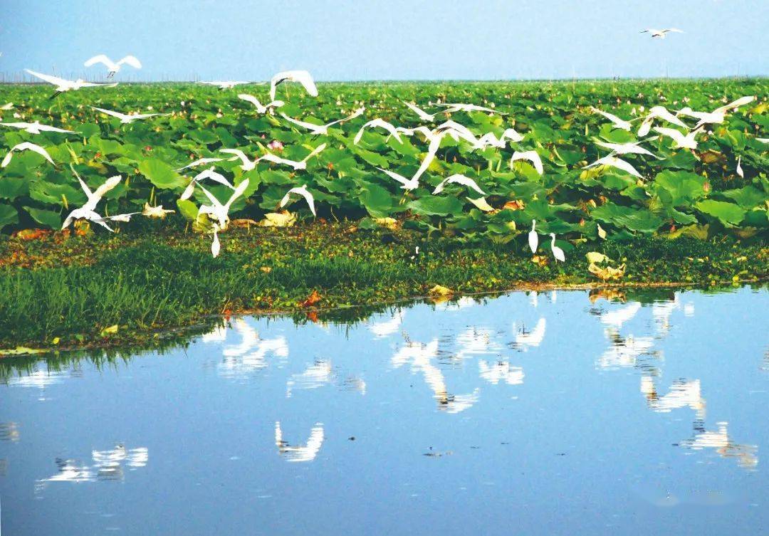 龙感湖湿地美景(徐华 摄▲湿地鹤舞(徐红卫 摄▲张渡湖池杉林"