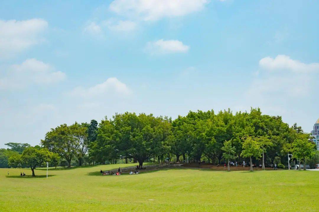 绝大部分免费_黄花风_公园_椰子
