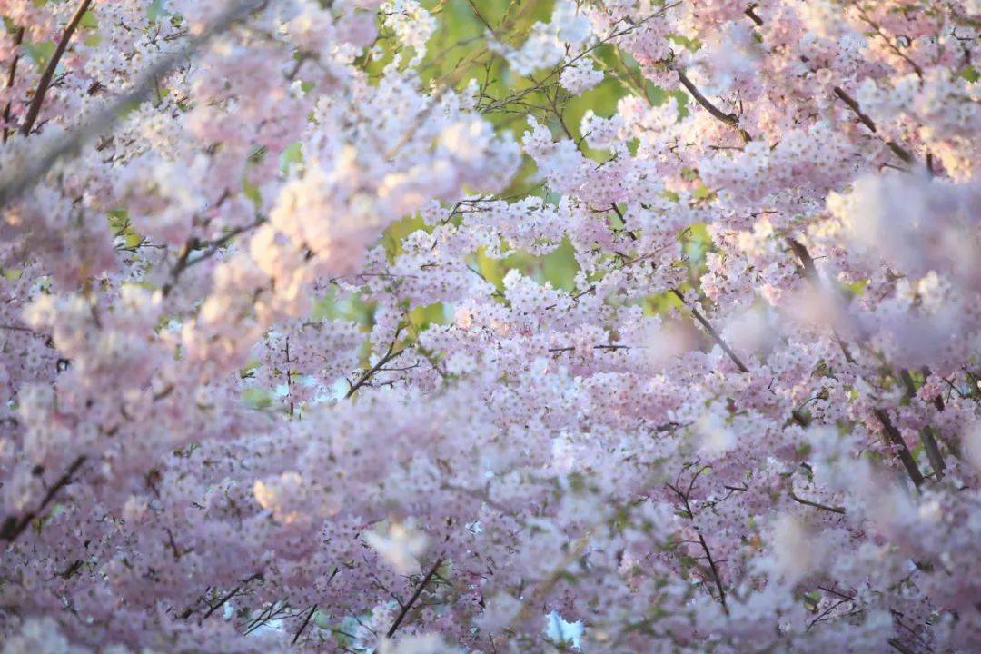 北野花雾:春日.飞象:在户外集体晒太阳的花花草草们.