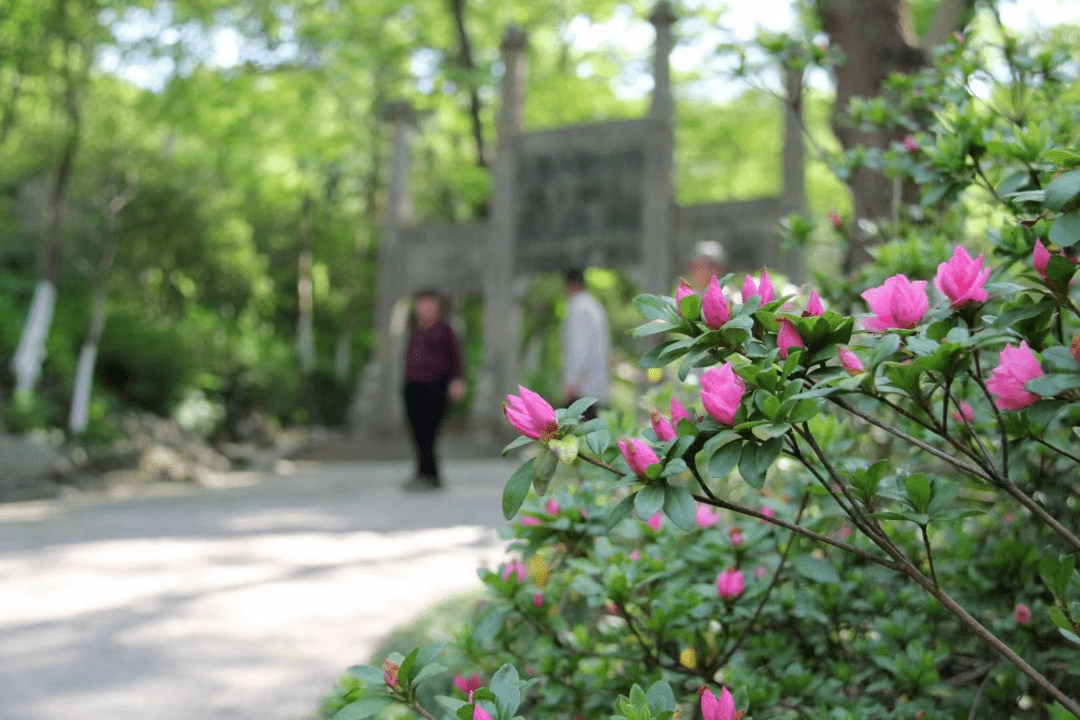 杜鹃花开,南山瞬间"走红"!_景区_镇江市_时节