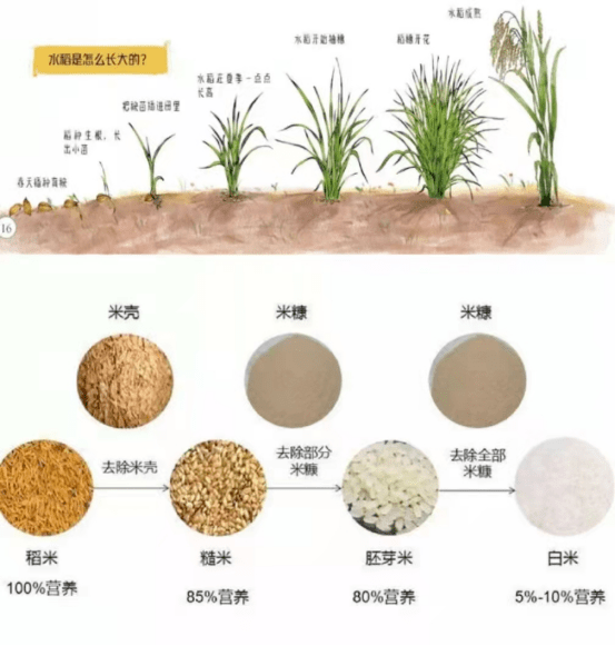 一起了解水稻的成长过程吧今天香喷喷的米饭从哪里来不知道食物从哪儿