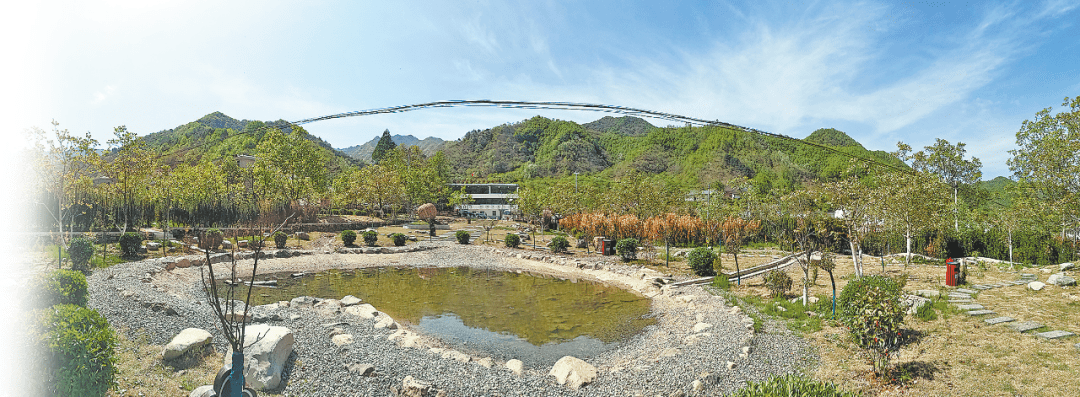 4月下旬,记者走进秦岭深处的柞水县乾佑街道办事处梨园村,花在风中