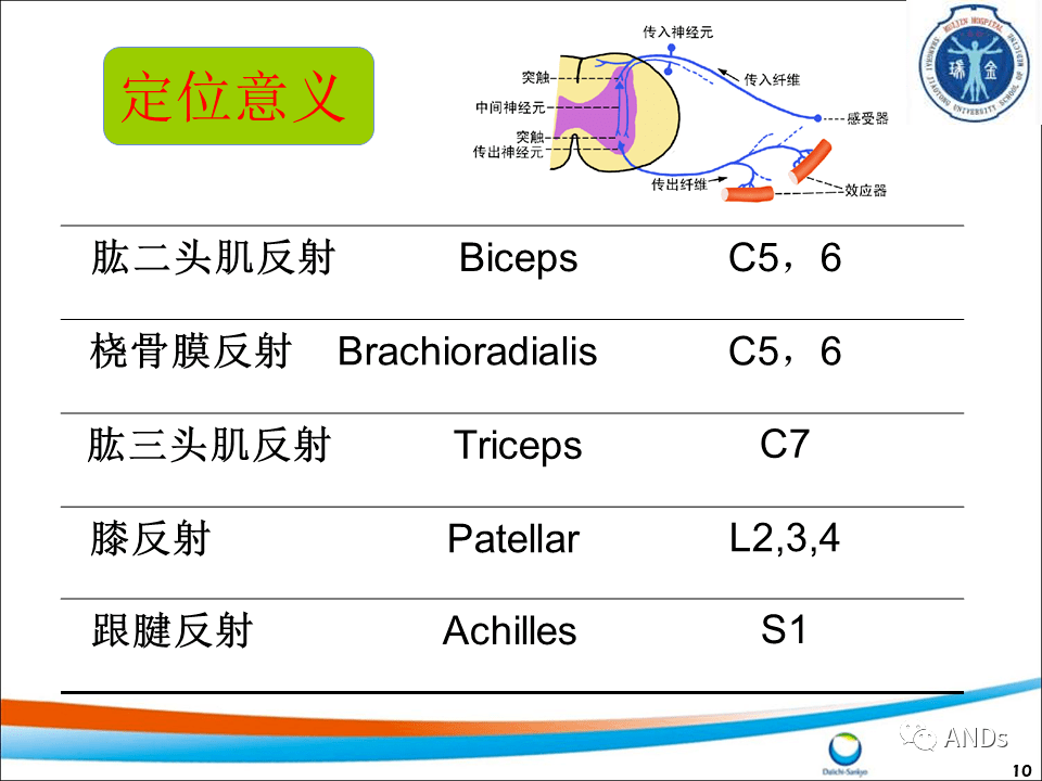 包括角膜反射,腹壁反射和提睾反射等.