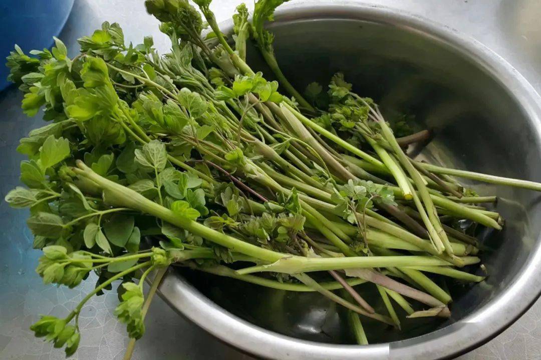 5月的东北山野菜的盛宴