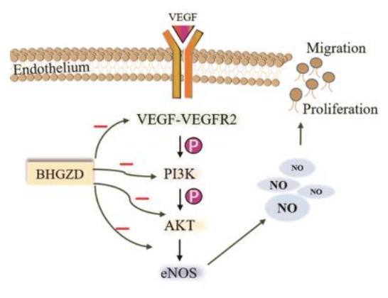 从vegfvegfr2pi3kakt信号轴所介导的血管新生调控网络探索白虎加桂枝