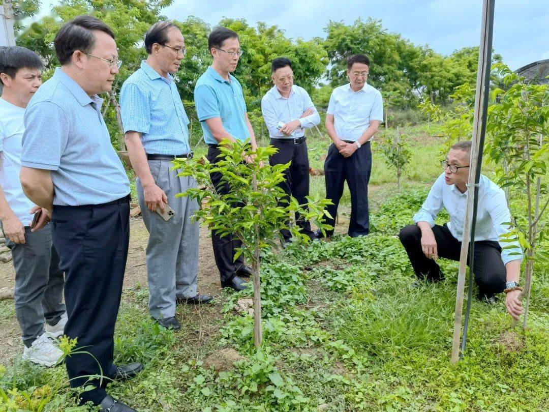 市政协主席庄树俊调研中山沉香产业