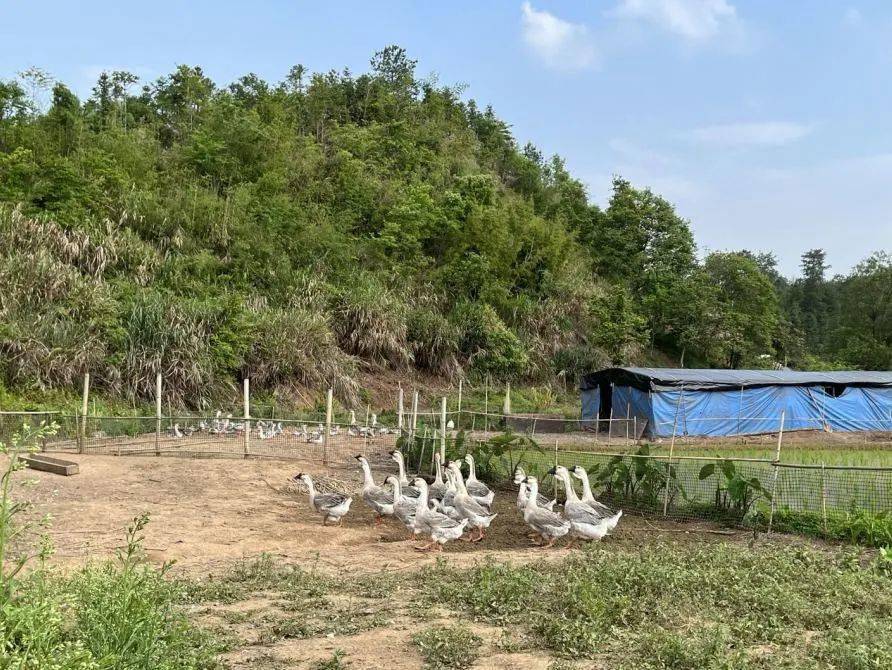 赤水村临河鹅圈赤水村林下养蜂场(詹继成 摄)在养蜂大户钟秋祥的鹰嘴