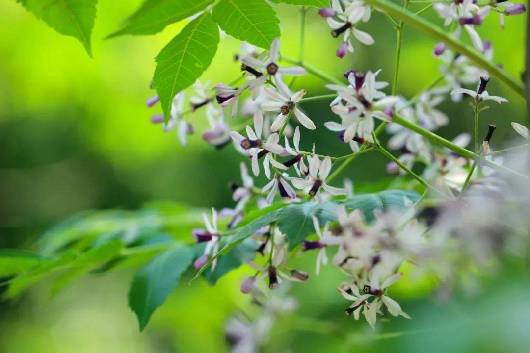 卢厚德家乡楝花风