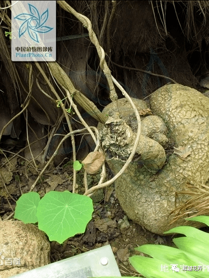 植物_地不容_药物