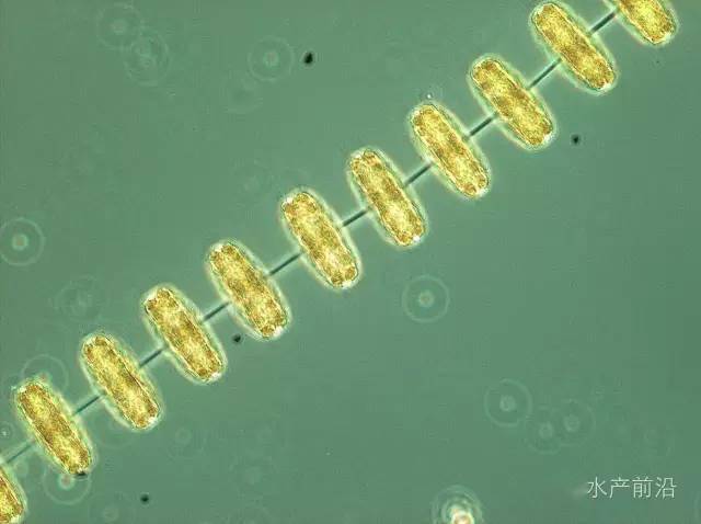 膝曲裸藻绿裸藻甲藻门多甲藻属角藻属金藻门等鞭金藻属硅鞭金藻属三毛