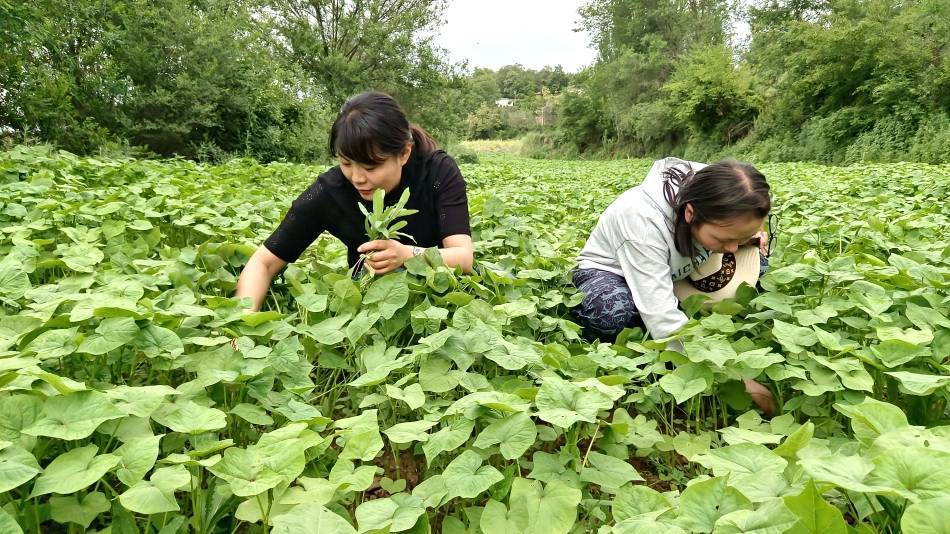 奋进新征程建功新时代秦州区秦岭镇麻山头村连翘连起幸福荞