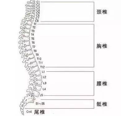 脊柱:人体控制中心人体第二条生命线