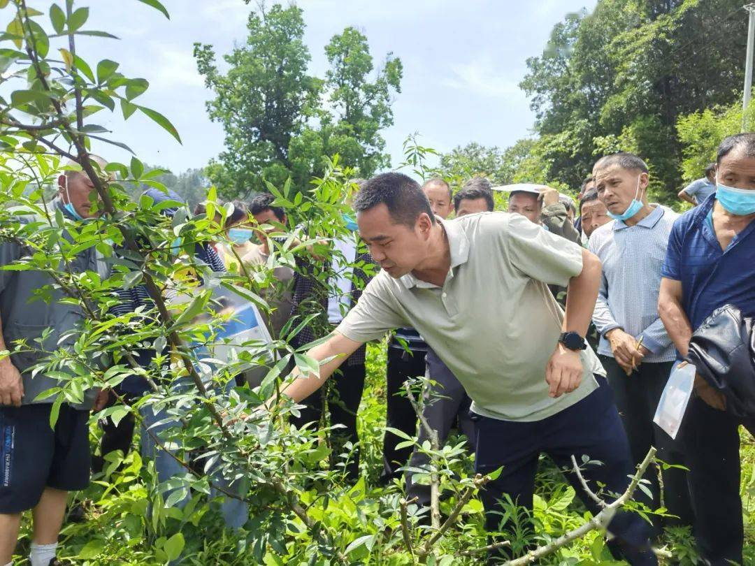 花椒种植户迎来采摘技术"及时雨"_务川_培训_柏村镇