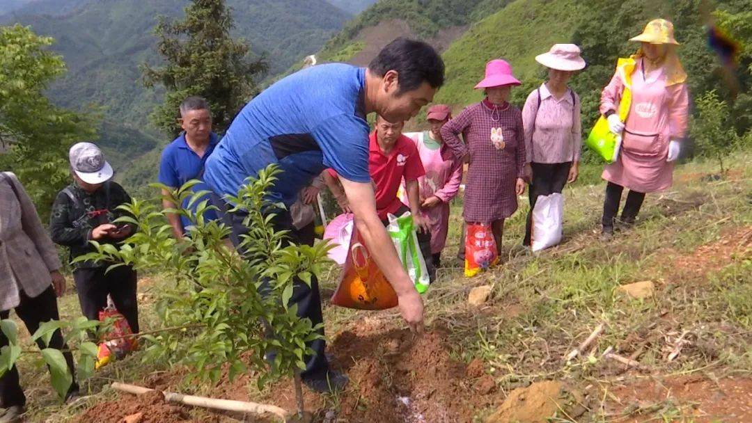 【围绕"四新"主攻"四化】卡法村:蜂糖李种出"甜蜜"生活_望谟县_麻山