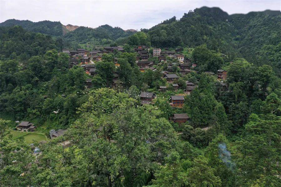 剑河县基佑村百鸟翩翩舞生态画卷徐徐开