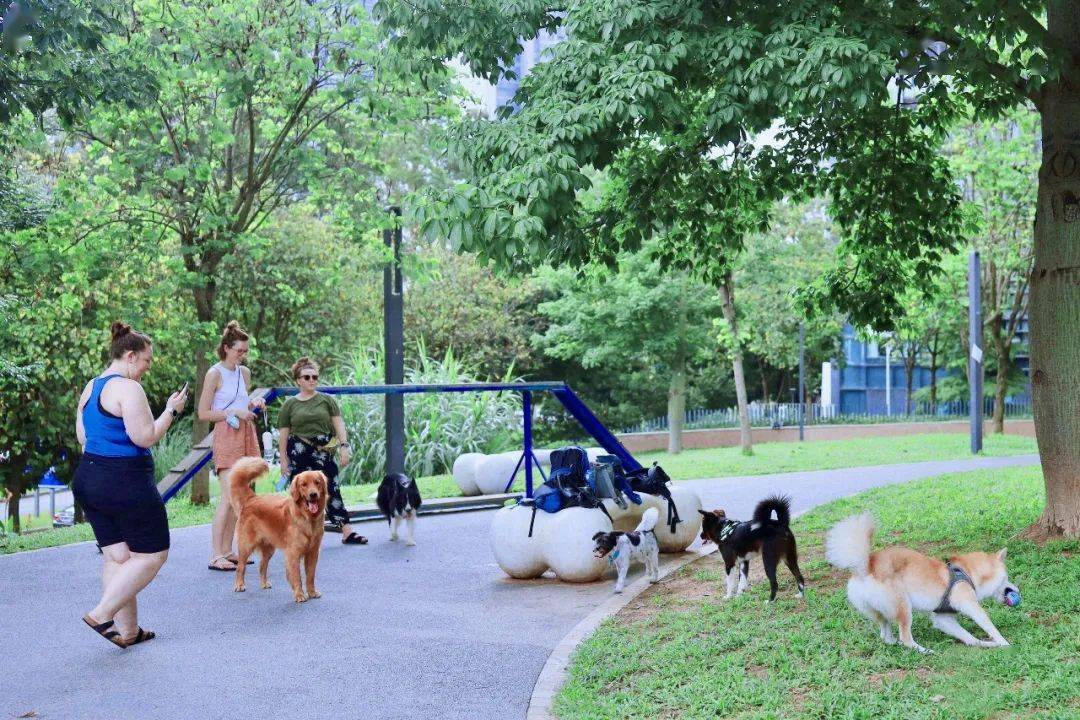 景田北六街公园-宠物乐园热福田漫步路线基于自然的解决方案(nature