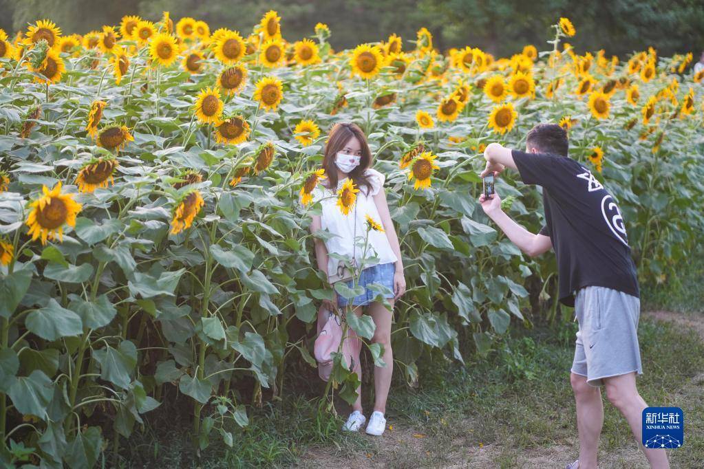 绚烂葵花盛夏绽放_向日葵_陈晔华_北京