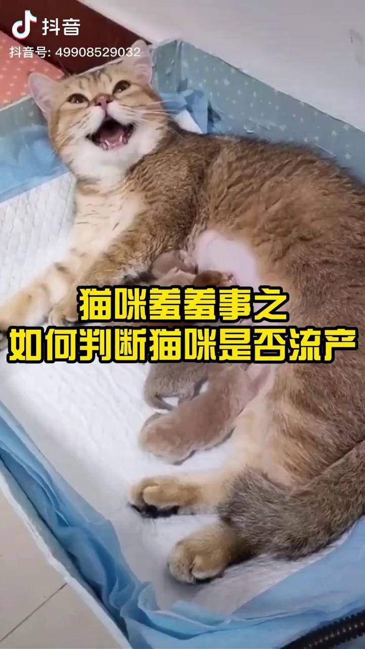 猫咪羞羞事之如何判断猫咪是否流产喵星人猫猫咪科普知识