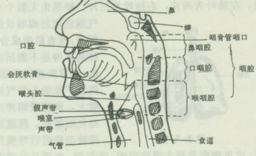 我不允许还有人不知道发声位置在哪里