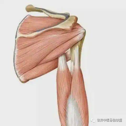 解剖生理冈上肌被斜方肌和三角肌覆盖,其肌腱与冈下肌,肩胛下肌,小圆