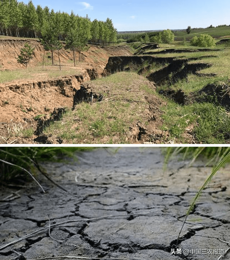 中国科学院《东北黑土地白皮书(2020》数据显示,70年间,部分地区黑