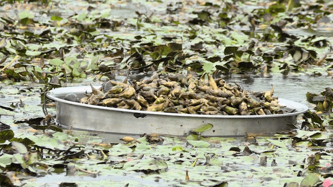 菱是一年生草本水生植物,又称"水中落花生",果实菱角属于坚果类,营养