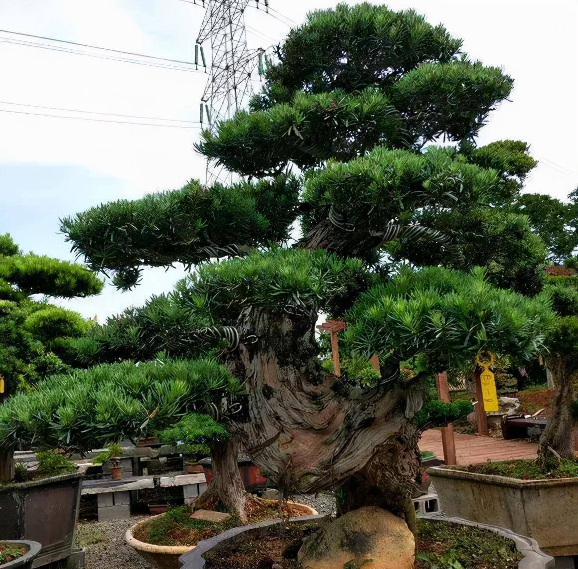 一般盆栽的罗汉松要没个2年换盆一次